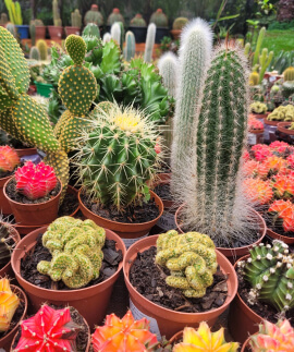 Cactos