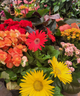 Flores em geral
