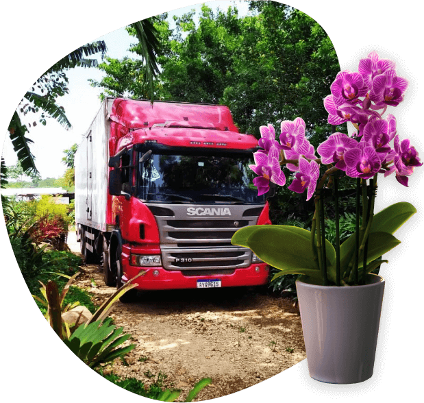 Flores frescas