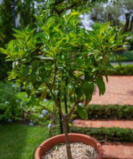 Frutíferas