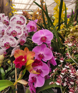 Orquídias