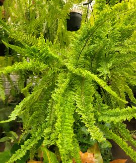 Plantas pendentes